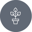 plante
